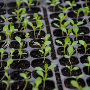 Baby,Lettuce,Starts,Peek,Out,From,Their,Tray,In,The