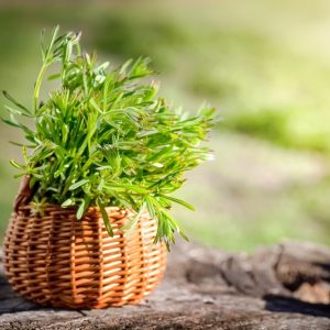 Galium,Aparine,Cleavers,,In,Basket,On,Wooden,Table.,Plant,Is
