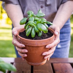 Woman,Holding,Planted,Basil,Herb,In,Terracotta,Flower,Pot.,Gardening